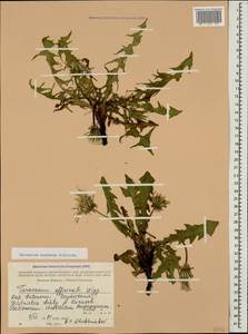 Taraxacum confusum Schischk., Caucasus, Dagestan (K2) (Russia)