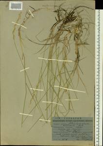 Elymus lanceolatus (Scribn. & J.G.Sm.) Gould, Siberia, Yakutia (S5) (Russia)