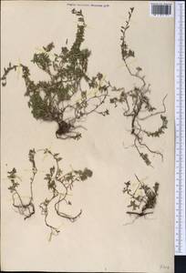 Thymus incertus Klokov, Middle Asia, Western Tian Shan & Karatau (M3) (Not classified)