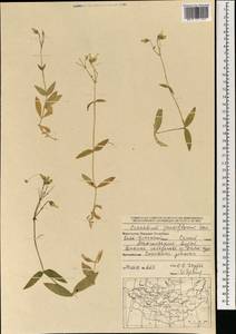 Cerastium pauciflorum Stev. ex Ser., Mongolia (MONG) (Mongolia)