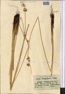 Juncus inflexus subsp. brachytepalus (V. I. Krecz. & Gontsch.) Novikov, Middle Asia, Northern & Central Tian Shan (M4) (Kyrgyzstan)