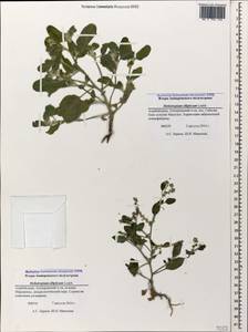 Heliotropium ellipticum Ledeb., Caucasus, Azerbaijan (K6) (Azerbaijan)
