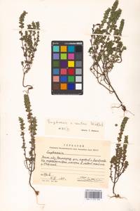 Euphrasia ×reuteri Wettst., Eastern Europe, Moscow region (E4a) (Russia)