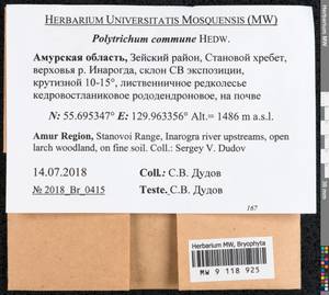 Polytrichum commune Hedw., Bryophytes, Bryophytes - Russian Far East (excl. Chukotka & Kamchatka) (B20) (Russia)