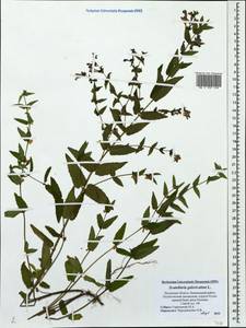 Scutellaria galericulata L., Eastern Europe, North-Western region (E2) (Russia)