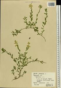 Genista germanica L., Eastern Europe, Central region (E4) (Russia)