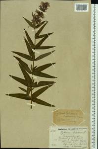 Lythrum salicaria L., Eastern Europe, North-Western region (E2) (Russia)