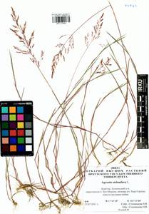 Agrostis stolonifera L., Siberia, Baikal & Transbaikal region (S4) (Russia)