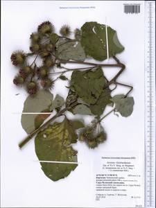Arctium ×leiobardanum Juz. & Ye. V. Serg. ex Stepanov, Middle Asia, Western Tian Shan & Karatau (M3) (Kyrgyzstan)