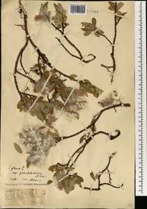 Salix glauca L., Mongolia (MONG) (Mongolia)