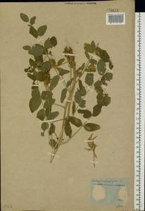 Astragalus glycyphyllos L., Eastern Europe, Rostov Oblast (E12a) (Russia)