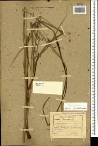 Cyperus longus L., Caucasus, Dagestan (K2) (Russia)