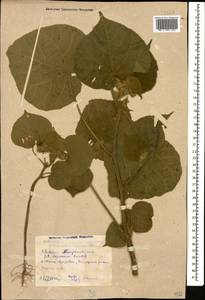 Abutilon theophrasti Medik., Caucasus, Dagestan (K2) (Russia)