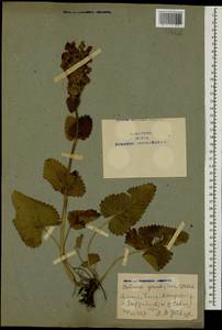 Betonica macrantha K.Koch, Caucasus, Armenia (K5) (Armenia)