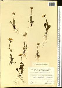 Tephroseris frigida (Richards.) Holub, Siberia, Chukotka & Kamchatka (S7) (Russia)