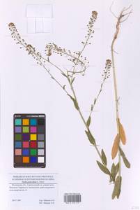 Neslia paniculata (L.) Desv., Eastern Europe, Moscow region (E4a) (Russia)