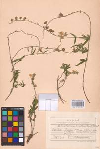 Helianthemum nummularium subsp. obscurum (Pers. ex Wahlenb.) Holub, Eastern Europe, West Ukrainian region (E13) (Ukraine)