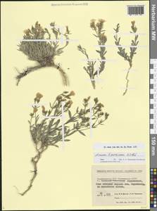 Linum tauricum Willd., Caucasus, Azerbaijan (K6) (Azerbaijan)