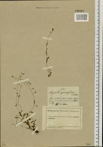 Myosotis sparsiflora J. C. Mikan ex Pohl, Siberia, Altai & Sayany Mountains (S2) (Russia)