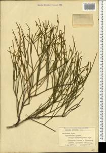 Ephedra distachya subsp. distachya, Crimea (KRYM) (Russia)