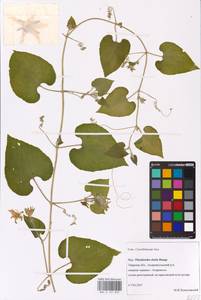 Thladiantha dubia Bunge, Eastern Europe, North-Western region (E2) (Russia)