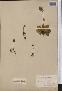 Micranthes nivalis (L.) Small, America (AMER) (Greenland)