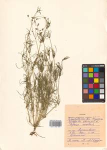 Spergula arvensis L., Siberia, Russian Far East (S6) (Russia)