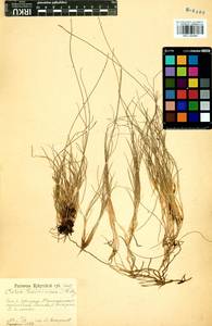 Carex parallela subsp. redowskiana (C.A.Mey.) T.V.Egorova, Siberia, Baikal & Transbaikal region (S4) (Russia)