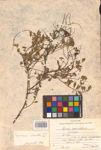 Spiraea crenata L., Eastern Europe, Eastern region (E10) (Russia)