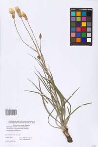 Pseudopodospermum tauricum (M. Bieb.) Vasjukov & Saksonov, Eastern Europe, Eastern region (E10) (Russia)