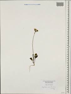 Crepis sancta subsp. sancta, Caucasus, Black Sea Shore (from Novorossiysk to Adler) (K3) (Russia)