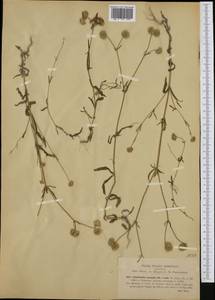 Valerianella coronata (L.) DC., Western Europe (EUR) (Italy)