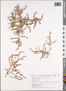 Soda acutifolia (Bunge) Mosyakin, Freitag & Rilke, Eastern Europe, Eastern region (E10) (Russia)