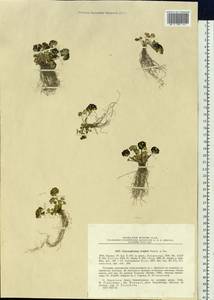 Chrysosplenium wrightii Franch. & Sav., Siberia, Chukotka & Kamchatka (S7) (Russia)