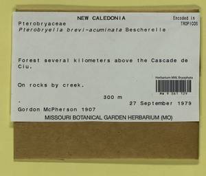 Pterobryella rigida (Mitt.) Touw, Bryophytes, Bryophytes - Oceania (BOc) (New Caledonia)