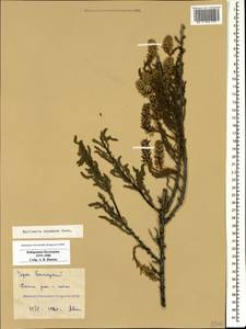 Myricaria squamosa Desv., Caucasus, Stavropol Krai, Karachay-Cherkessia & Kabardino-Balkaria (K1b) (Russia)