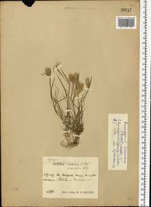 Eremopyrum bonaepartis (Spreng.) Nevski, Eastern Europe, Moscow region (E4a) (Russia)