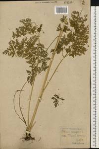 Selinum carvifolia (L.) L., Eastern Europe, Central forest-and-steppe region (E6) (Russia)