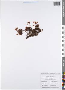 Saxifraga oppositifolia L., Eastern Europe, Northern region (E1) (Russia)