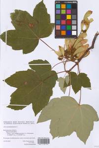 Acer pseudoplatanus L., Eastern Europe, Central forest-and-steppe region (E6) (Russia)