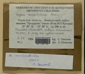 Ptychostomum lonchocaulon (Müll. Hal.) J.R. Spence, Bryophytes, Bryophytes - Permsky Krai, Udmurt Republic, Sverdlovsk & Kirov Oblasts (B8) (Russia)