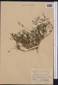Saponaria floribunda (Kar. Kir.) Boiss., Middle Asia, Pamir & Pamiro-Alai (M2) (Kyrgyzstan)
