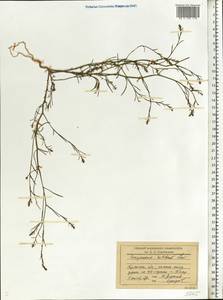 Corispermum nitidum Kit. ex Schult., Eastern Europe, Western region (E3) (Russia)