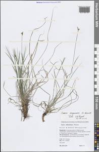 Carex amgunensis F.Schmidt, Siberia, Baikal & Transbaikal region (S4) (Russia)