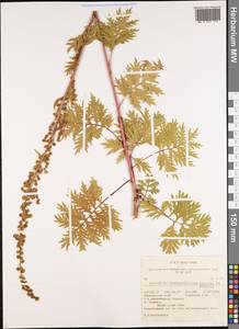 Artemisia maximovicziana (Schum.) Krasch. ex Poljakov, Siberia, Russian Far East (S6) (Russia)