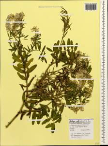 Galega officinalis L., Caucasus, Stavropol Krai, Karachay-Cherkessia & Kabardino-Balkaria (K1b) (Russia)