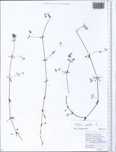 Galium palustre L., Eastern Europe, Belarus (E3a) (Belarus)