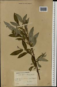 Salix caprea × viminalis, Eastern Europe, Volga-Kama region (E7) (Russia)