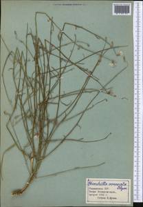 Chondrilla leiosperma Kar. & Kir., Middle Asia, Pamir & Pamiro-Alai (M2) (Tajikistan)