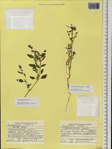 Chenopodium acerifolium Andrz., Siberia, Western Siberia (S1) (Russia)